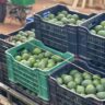 How Kenyan Hass Avocado Farmers Are Tapping Into the Chinese Market: A New Era of Agricultural Trade