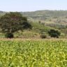 From Neglect to Revival: How Migori County Can Reclaim Its Status as a Traditional Crop Powerhouse