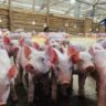 The Danger of Overcrowding in Pig Farming – Why More Pigs Can Mean Less Profit