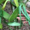 The Global Vanilla Market