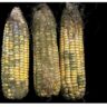 Comprehensive Guide to Controlling Aflatoxin in Maize: Protecting Health, Livestock, and Trade