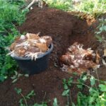 From Setbacks to Success: How to Reset and Revive Your Poultry Farm in 7 Strategic Steps
