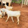 Galla Goats vs. East African Local Goats: Why Galla Might Be the Smarter Choice for Farmers