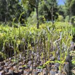 Why Choosing the Right Avocado Rootstock Matters # Trending