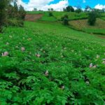 Egerton University Study Reveals High EU-Banned Pesticide Contamination in Nyandarua Potatoes