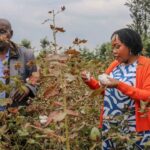 Kenya’s Biosafety Authority to Host 13th Annual Biosafety Conference Amid Ongoing GMO Safety Debate