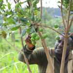 Macadamia Prices Bounce Back: Kenya’s Macadamia Industry Eyes Recovery Amid Global Market Rebound Macadamia Prices Bounce Back: Kenya’s Macadamia Industry Eyes Recovery Amid Global Market Rebound