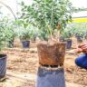 Why More Kenyan Graduates Are Choosing Farming Over Office Jobs