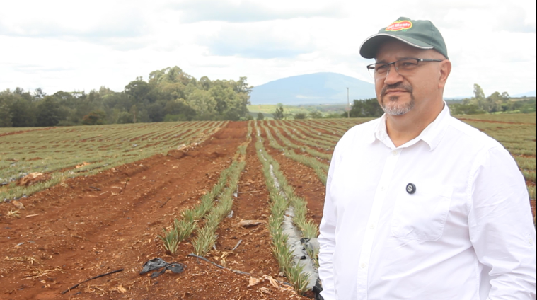 Smart Farming in Kenya: How Del Monte is Using Tech to Boost Pineapple Yields