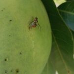 The Mango Fruit Fly Problem: Understanding and Managing a Serious Threat to Mango Farms The Mango Fruit Fly Problem: Understanding and Managing a Serious Threat to Mango Farms