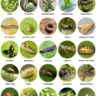 Know Your Garden Enemies: 25 Pests Every Farmer Should Watch For