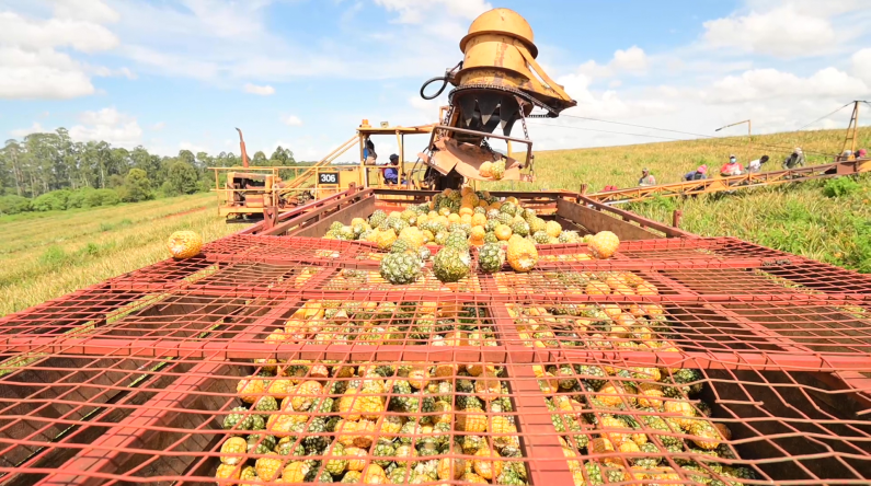 Smart Farming in Kenya: How Del Monte is Using Tech to Boost Pineapple Yields