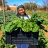 Spinach Farming in Kenya