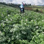 One Acre, Ksh 76,000 Spent, Only 22 Bags of Shangii Potato Harvested — What Went Wrong? One Acre, Ksh 76,000 Spent, Only 22 Bags Harvested — What Went Wrong?