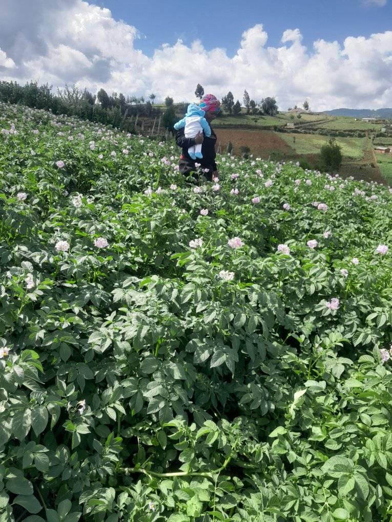One Acre, Ksh 76,000 Spent, Only 22 Bags of Shangii Potato Harvested — What Went Wrong? 3 One Acre, Ksh 76,000 Spent, Only 22 Bags Harvested — What Went Wrong?