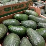 Kenyan Pinkerton avocados: Kenya’s avocado exports