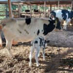 Dairy Farmers in Kenya to Benefit as Gov’t Slashes Sexed Semen Prices from Ksh.4,000 to Ksh.1,000