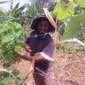 Can Grapes Grow in Kitui? Lessons from a Small Vineyard in Semi-Arid Kenya