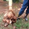 Clubroot Disease on Cabbages in Nyandarua: The Hidden Threat to Cabbage Farming in South Kinangop