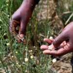 Pyrethrum farming