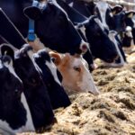 Kenya’s Animal Feed Market Controlled by Four Firms, Driving Up Food Prices – CAK Report Kenya’s Animal Feed Market Controlled by Four Firms, Driving Up Food Prices – CAK Report