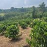 Arabica Varieties of Coffee Grown in Kenya: 9 Varieties That Matter