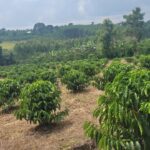 Arabica Varieties of Coffee Grown in Kenya: 9 Varieties That Matter