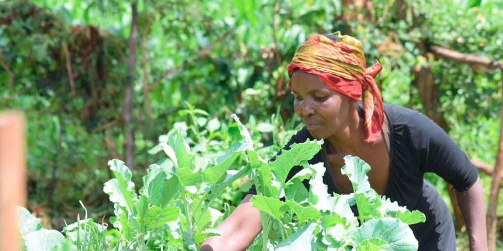 From Three Bags to Twenty: How Farmers Are Breathing Life Back Into Dead Soil