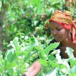 From Three Bags to Twenty: How Farmers Are Breathing Life Back Into Dead Soil