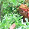 From Three Bags to Twenty: How Farmers Are Breathing Life Back Into Dead Soil