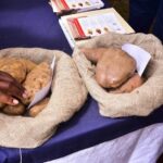 Advancing Kenya’s potato sector through innovation, improvements, and impact