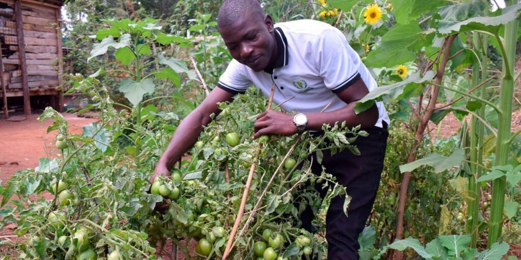 From Three Bags to Twenty: How Farmers Are Breathing Life Back Into Dead Soil