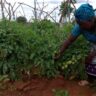 From Sh10,000 to Six-Figure Harvests: How Jennifer Maingi Turned a Chama Loan into a Thriving Agribusiness