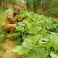 Mutua Kinyata: How a Simple Kitchen Garden Grew into a Model of Organic Farming