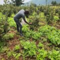 From 50 to 1,000 Trees: How John Rumba Built a Profitable Apple Farm in Laikipia