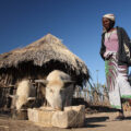 Researchers push for region-tailored vaccines to tackle African Swine Fever