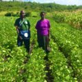 From Beans to Profits: Success Stories of Soybean Farmers Using Biofix