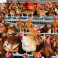 How Poultry Farming is Gaining Ground in Baringo County
