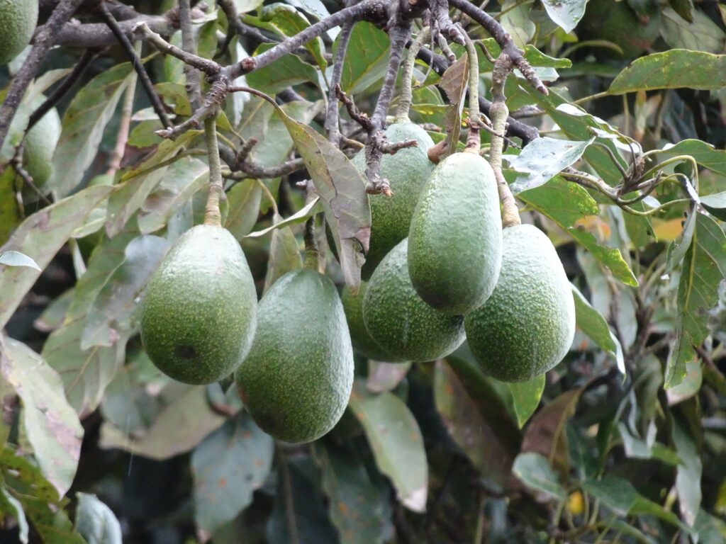 Persea Mite to Kenya’s Avocado Industry
