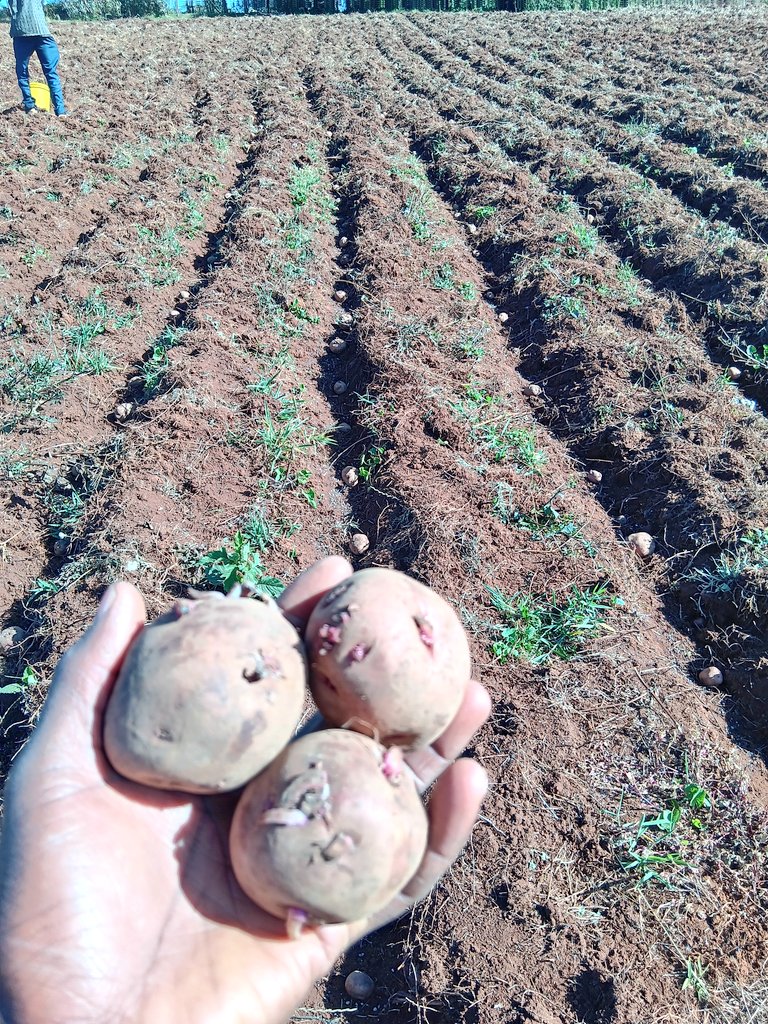 Scientists Introduce Two New Potato Varieties to Kenya’s National Potato Variety List 1 Scientists Introduce Two New Potato Varieties to Kenya’s National Potato Variety List