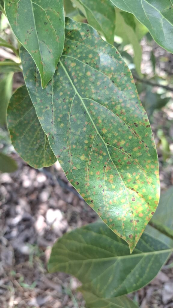Persea Mite: A New Major Threat to Kenya’s Avocado Industry