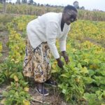 Why Nyota and Waithera Beans Are Changing the Economics of Bean Farming Why Nyota and Waithera Beans Are Changing the Economics of Bean Farming