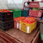 Why Vegetable Farming in Kenya is a Smart Investment # Trending