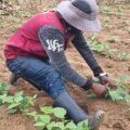 From Apps to Action: Putting African Farmers in the Middle of Agricultural Innovation