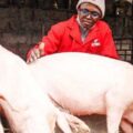 Brian Maina’s remarkable journey to farming success