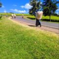 The Untold Story of Smallholder Tea Farmers in Kenya: Why the Youth Are Walking Away