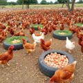 Hidden Costs of Chicken: Why New Movement of Chicken Fees Could Drive Up Food Prices in Kenya