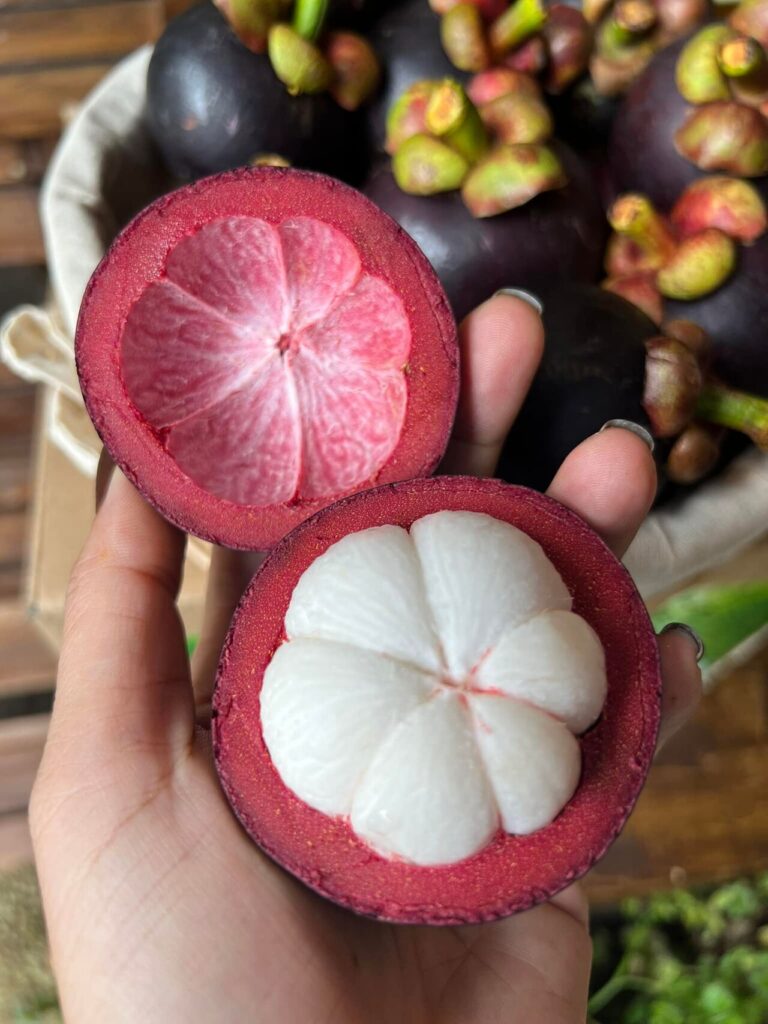 Complete Guide to Mangosteen Farming in Kenya: Planting, Care, Harvesting, and Profitability 2 Mangosteen Farming in Kenya: Step-by-Step Guide to High-Yield and Profitable Production