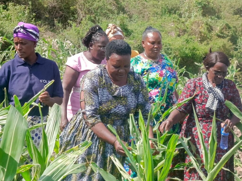 Researchers turn to satellite technology to curb the fall armyworm menace in Kenya