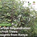 JKUAT and ICRAF Develop Formula to Help Kenyan Farmers Measure Carbon in Fruit Trees